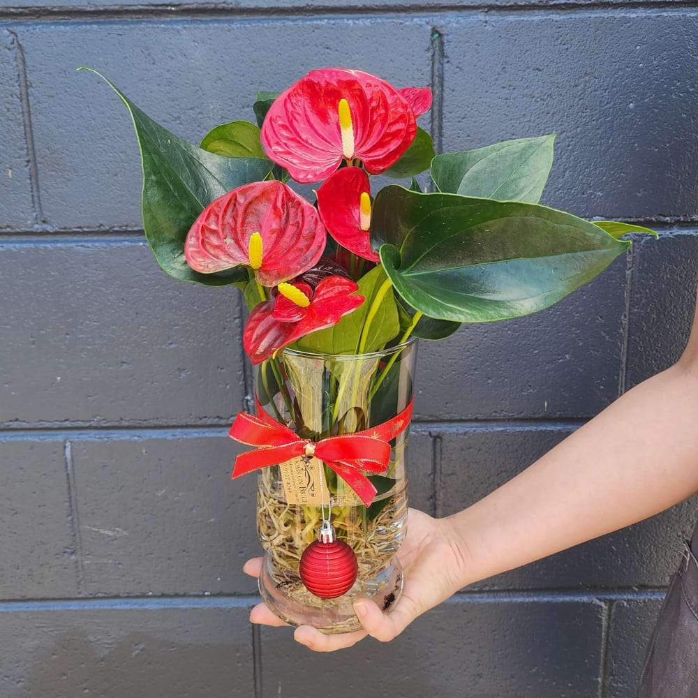 Hydroponic Anthurium plants
