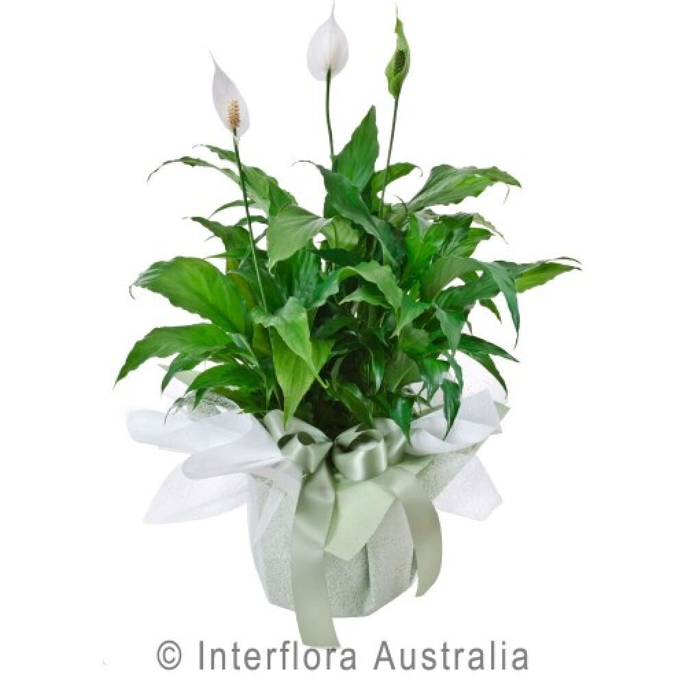 Peace Lily
