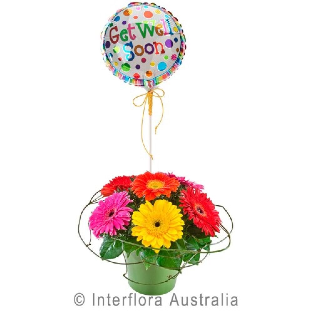 Get Well Bright Delight